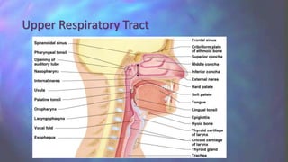 Upper Respiratory Tract
 