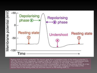 Understanding Neuronal Communication: Action Potentials and Synaptic ...
