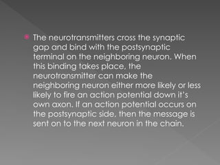 Understanding Neuronal Communication: Action Potentials and Synaptic ...