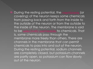 Understanding Neuronal Communication: Action Potentials and Synaptic ...