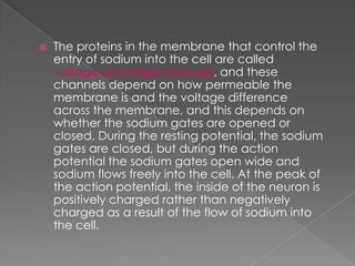 The  Resting  Potential And The  Action  Potential