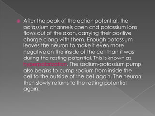 The  Resting  Potential And The  Action  Potential