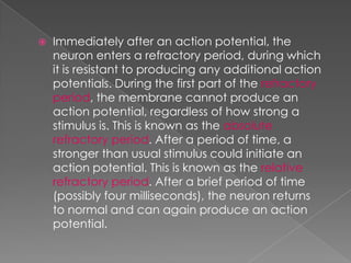 The  Resting  Potential And The  Action  Potential