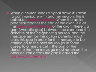 The  Resting  Potential And The  Action  Potential