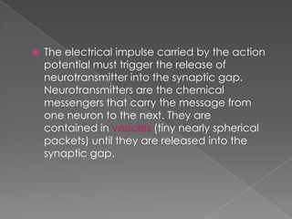 The  Resting  Potential And The  Action  Potential
