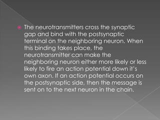 The  Resting  Potential And The  Action  Potential