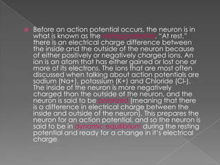 The  Resting  Potential And The  Action  Potential