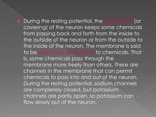 The  Resting  Potential And The  Action  Potential