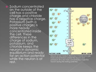 The  Resting  Potential And The  Action  Potential