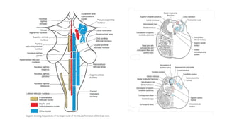 Comprehensive Overview of the Reticular Formation: Anatomy, Functions ...