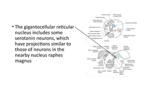Comprehensive Overview of the Reticular Formation: Anatomy, Functions ...