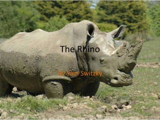 The Rhino By Sam Switzky 