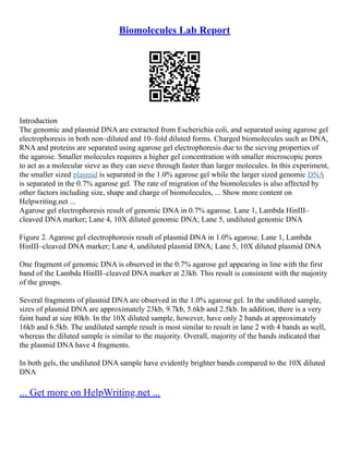 Biomolecules Lab Report
Introduction
The genomic and plasmid DNA are extracted from Escherichia coli, and separated using agarose gel
electrophoresis in both non–diluted and 10–fold diluted forms. Charged biomolecules such as DNA,
RNA and proteins are separated using agarose gel electrophoresis due to the sieving properties of
the agarose. Smaller molecules requires a higher gel concentration with smaller microscopic pores
to act as a molecular sieve as they can sieve through faster than larger molecules. In this experiment,
the smaller sized plasmid is separated in the 1.0% agarose gel while the larger sized genomic DNA
is separated in the 0.7% agarose gel. The rate of migration of the biomolecules is also affected by
other factors including size, shape and charge of biomolecules, ... Show more content on
Helpwriting.net ...
Agarose gel electrophoresis result of genomic DNA in 0.7% agarose. Lane 1, Lambda HinIII–
cleaved DNA marker; Lane 4, 10X diluted genomic DNA; Lane 5, undiluted genomic DNA
Figure 2. Agarose gel electrophoresis result of plasmid DNA in 1.0% agarose. Lane 1, Lambda
HinIII–cleaved DNA marker; Lane 4, undiluted plasmid DNA; Lane 5, 10X diluted plasmid DNA
One fragment of genomic DNA is observed in the 0.7% agarose gel appearing in line with the first
band of the Lambda HinIII–cleaved DNA marker at 23kb. This result is consistent with the majority
of the groups.
Several fragments of plasmid DNA are observed in the 1.0% agarose gel. In the undiluted sample,
sizes of plasmid DNA are approximately 23kb, 9.7kb, 5.6kb and 2.5kb. In addition, there is a very
faint band at size 80kb. In the 10X diluted sample, however, have only 2 bands at approximately
16kb and 6.5kb. The undiluted sample result is most similar to result in lane 2 with 4 bands as well,
whereas the diluted sample is similar to the majority. Overall, majority of the bands indicated that
the plasmid DNA have 4 fragments.
In both gels, the undiluted DNA sample have evidently brighter bands compared to the 10X diluted
DNA
... Get more on HelpWriting.net ...
 