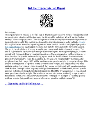 Gel Electrophoresis Lab Report
Introduction:
This experiment will be done as the first step in determining an unknown protein. The second part of
the protein determination will be done using the Western blot technique. We will use the Sodium
Dodecyl Sulfate–Polyacrylamide Gel Electrophoresis (SDS–PAGE) method to separate proteins by
their molecular weight. This method is often used to determine the purity and weight of a protein.
Electrophoresis is a method of separating proteins based on their chemical and physical properties.
Gel electrophoresis has a gel support mediums that includes polyacrylamide, starch and agarose.
The gel is chemically inert, it is easy to handle, and can me made to fit a desirable porosity. This
makes it good to use for molecules with high molecular weights. After separating the gel, it will be
stained with Coomassie Blue to visualize the protein. ... Show more content on Helpwriting.net ...
Heat linearizes the protein, and the reducing agents break the disulfide bonds that maintain the
protein structure in native form. To ensure that the proteins will be separated by their molecular
weights and not their charge, SDS will be used to coat the protein and give it a negative charge. This
ensures that the protein is separated just by their molecular weights. It is important to note that if
catalytic protein (enzymes) are being separated, they should not be treated with reducing agents or
SDS. Sodium Dodecyl Sulfate Polyacrylamide gel electrophoresis or SDS–PAGE, forms a protein
complex by binding to the polypeptides in the proteins. This SDS–protein complex is proportional
to the proteins molecular weight. Biochemist can use this information to identify key proteins in a
biochemical system. Dr. Sudakshina Ghosh uses this technique, for example, to "identify specific
oxidized proteins that provide mechanistic information regarding oxidative stress" (1
... Get more on HelpWriting.net ...
 