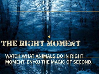 The right moment
WATCH WHAT ANIMALS DO IN RIGHT
MOMENT. ENYOJ THE MAGIC OF SECOND.
 