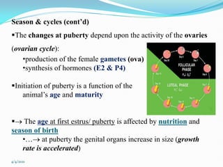 Theriogenology of veterinary science study | PDF