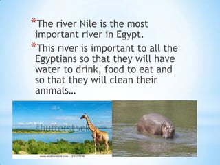 *The river Nile is the most
 important river in Egypt.
*This river is important to all the
 Egyptians so that they will have
 water to drink, food to eat and
 so that they will clean their
 animals…
 