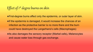 Thermal burns with anatomy of skin. | PPTX