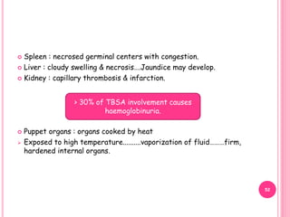  Spleen : necrosed germinal centers with congestion.
 Liver : cloudy swelling & necrosis….Jaundice may develop.
 Kidney : capillary thrombosis & infarction.
 Puppet organs : organs cooked by heat
 Exposed to high temperature..........vaporization of fluid………firm,
hardened internal organs.
> 30% of TBSA involvement causes
haemoglobinuria.
52
 
