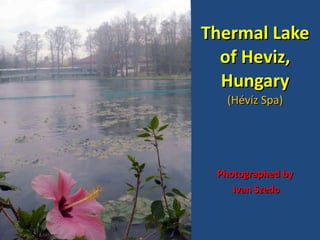 Thermal Lake of H e v i z , Hungary (Hévíz Spa) Photographed by Ivan Szedo 