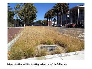 A bioretention cell for treating urban runoff in California
 