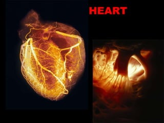 HEART 