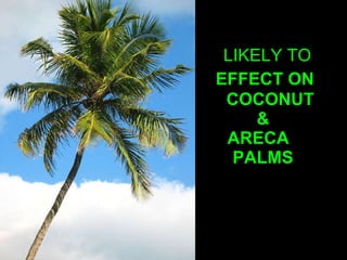 LIKELY TO     EFFECT ON    COCONUT   &    ARECA    PALMS 