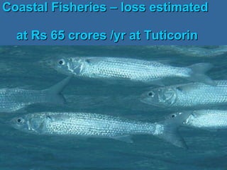 Coastal Fisheries – loss estimated    at Rs 65 crores /yr at Tuticorin   