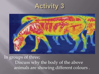 Activity 3In groups of three;	 Discuss why the body of the above 	animals are showing different colours .