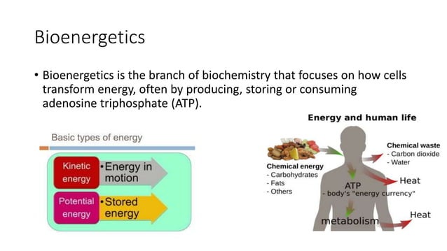 Thermodynamics in biological system.pptx