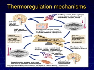 Thermoregulation mechanismsThermoregulation mechanisms
 
