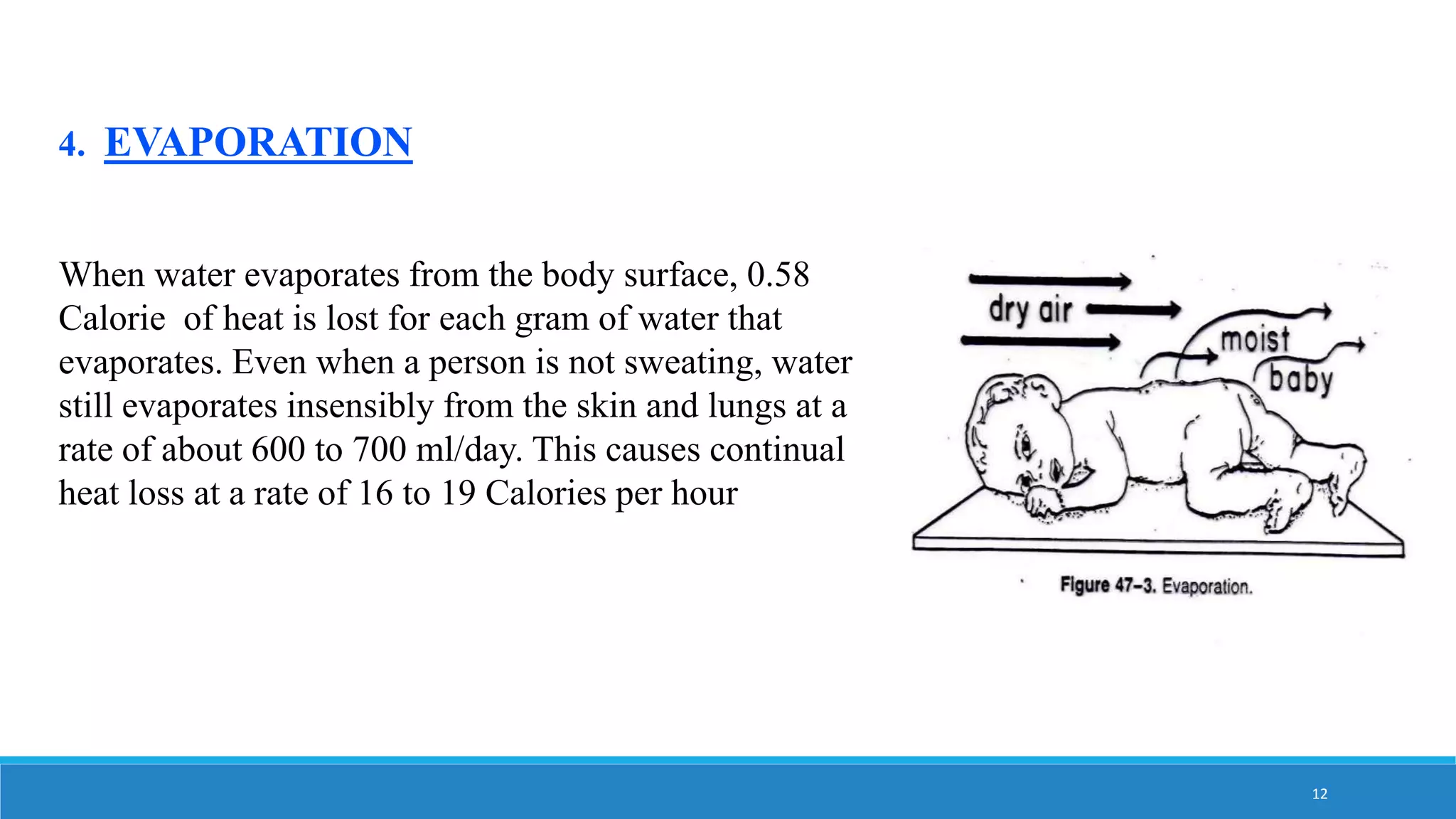 Thermoregulation | PPTX