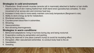 Strategies in cold environment:
1. Piloerection- Small smooth muscles (arrector pili in mammals) attached to feather or hair shafts
distorts surface of skin making feather/hair shaft stand erect (goosebumps /pimples). To slow
movement of air across skin and minimize heat loss.
2. Increase in body size to more easily maintain core body temperature (Bergmann’s rule).
3. Ability to store energy as fat for metabolism.
4. Shortened extremities.
5. Countercurrent blood flow in extremities.
6. Shivering.
7. Vasoconstriction.
8. Non-shivering thermogenesis.
Strategies in warm conditions:
1. Behavioral adaptations- living in burrows during day and being nocturnal.
2. Evaporative cooling by perspiration and panting.
3. Storing fat reserves in one place (camel’s hump) to avoid its insulating effect.
4. Elongated, often vascularized extremities to conduct body heat to the air.
5. Vasodilation.
6. Sweating.
 