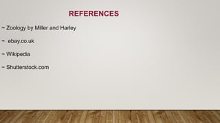 REFERENCES
~ Zoology by Miller and Harley
~ ebay.co.uk
~ Wikipedia
~ Shutterstock.com
 
