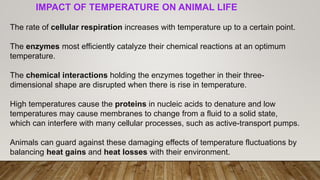 IMPACT OF TEMPERATURE ON ANIMAL LIFE
The rate of cellular respiration increases with temperature up to a certain point.
The enzymes most efficiently catalyze their chemical reactions at an optimum
temperature.
The chemical interactions holding the enzymes together in their three-
dimensional shape are disrupted when there is rise in temperature.
High temperatures cause the proteins in nucleic acids to denature and low
temperatures may cause membranes to change from a fluid to a solid state,
which can interfere with many cellular processes, such as active-transport pumps.
Animals can guard against these damaging effects of temperature fluctuations by
balancing heat gains and heat losses with their environment.
 