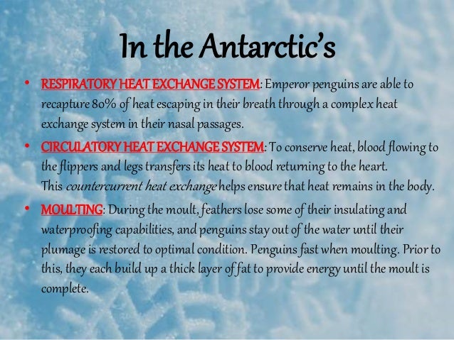 Thermoregulatory adaptions in penguins
