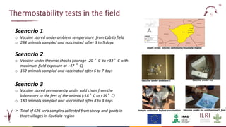 Evaluation of a candidate thermotolerant vaccine against peste des petits ruminants in Mali