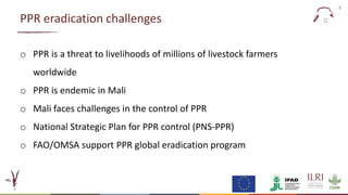 Evaluation of a candidate thermotolerant vaccine against peste des petits ruminants in Mali