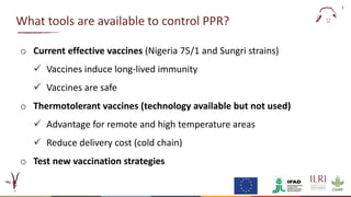 Evaluation of a candidate thermotolerant vaccine against peste des petits ruminants in Mali