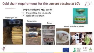 Evaluation of a candidate thermotolerant vaccine against peste des petits ruminants in Mali
