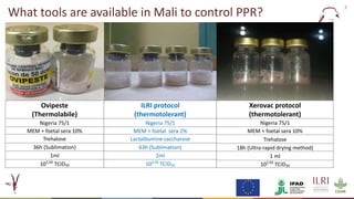 Evaluation of a candidate thermotolerant vaccine against peste des petits ruminants in Mali