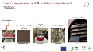 Evaluation of a candidate thermotolerant vaccine against peste des petits ruminants in Mali