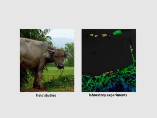 field studies laboratory experiments
 