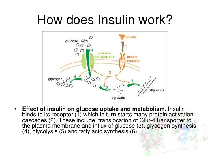 The Role Of Blood Sugar Levels And Insulin In Pet