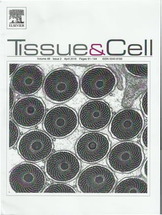 LS
ELSEVIER
TssueSiCellVolume 48 Issue 2 April 2016 Pages 81-144 ISSN 0040-8166
vj
&&ÿ
nM.
mik s§
mH*
&3& IsV
Xu
k
-1
.
iwjP*
. ...
A %
<&,
.
' 231
t
.V
 