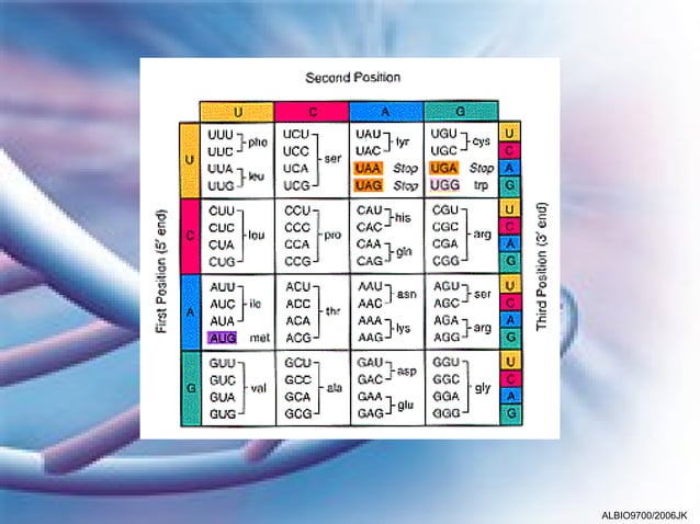 02 The Role of DNA in Protein Synthesis | PPT