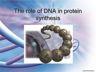 The role of DNA in protein
        synthesis




                             ALBIO9700/2006JK
 