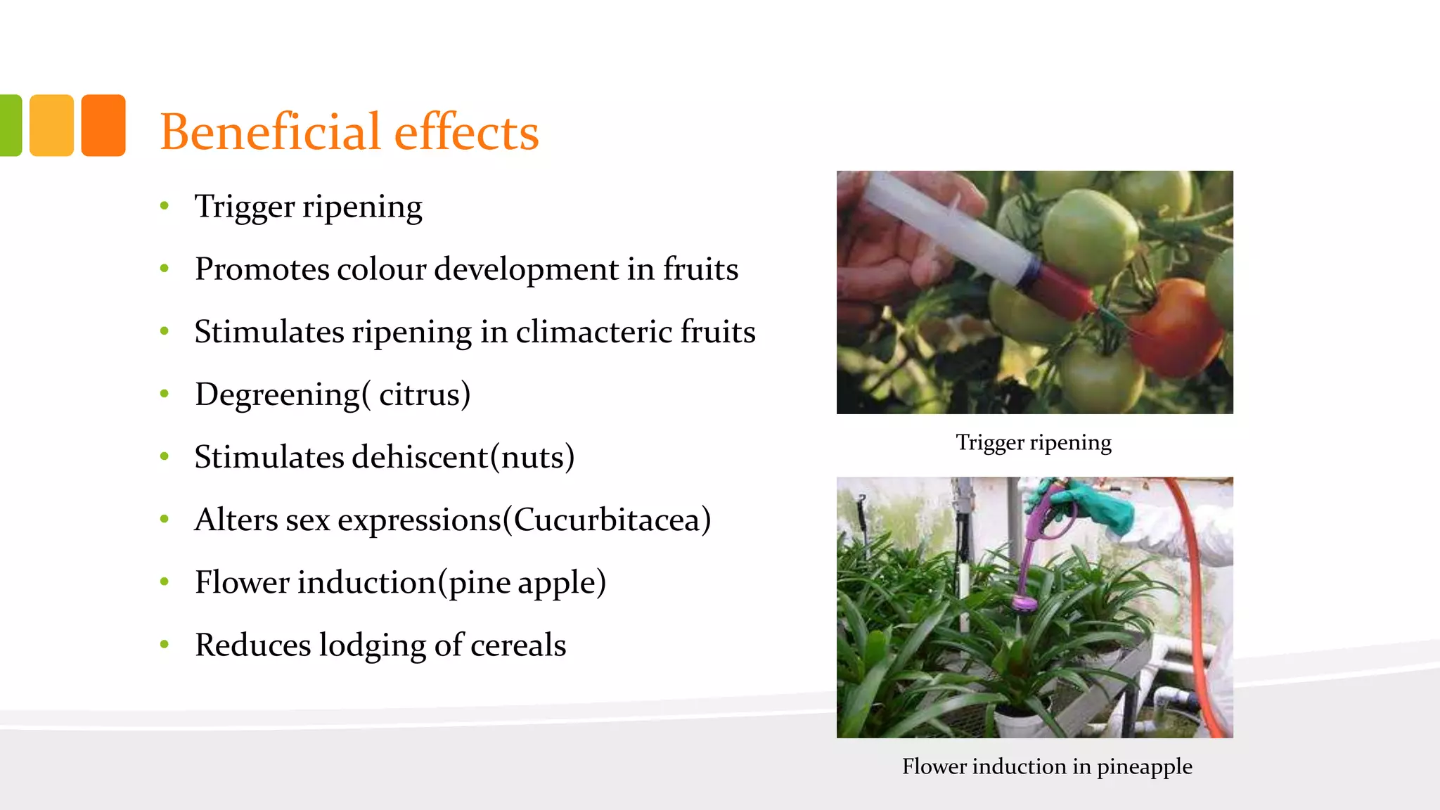 The role of ethylene in post harvest biology | PPTX