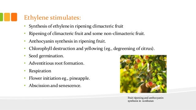 Artificial Ripening Of Fruits Pdf Viewer
