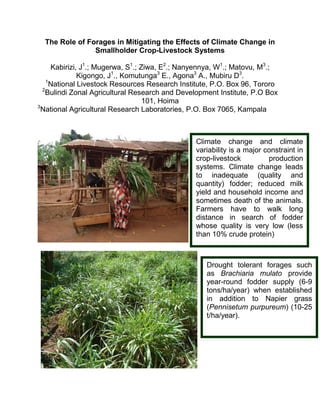 The Role of Forages in Mitigating the Effects of Climate Change in
                Smallholder Crop-Livestock Systems

      Kabirizi, J1.; Mugerwa, S1.; Ziwa, E2.; Nanyennya, W1.; Matovu, M3.;
               Kigongo, J1., Komutunga3 E., Agona3 A., Mubiru D3.
    1
      National Livestock Resources Research Institute, P.O. Box 96, Tororo
  2
    Bulindi Zonal Agricultural Research and Development Institute, P.O Box
                                    101, Hoima
3
  National Agricultural Research Laboratories, P.O. Box 7065, Kampala



                                                Climate change and climate
                                                variability is a major constraint in
                                                crop-livestock          production
                                                systems. Climate change leads
                                                to inadequate (quality and
                                                quantity) fodder; reduced milk
                                                yield and household income and
                                                sometimes death of the animals.
                                                Farmers have to walk long
                                                distance in search of fodder
                                                whose quality is very low (less
                                                than 10% crude protein)



                                                    Drought tolerant forages such
                                                    as Brachiaria mulato provide
                                                    year-round fodder supply (6-9
                                                    tons/ha/year) when established
                                                    in addition to Napier grass
                                                    (Pennisetum purpureum) (10-25
                                                    t/ha/year).
 